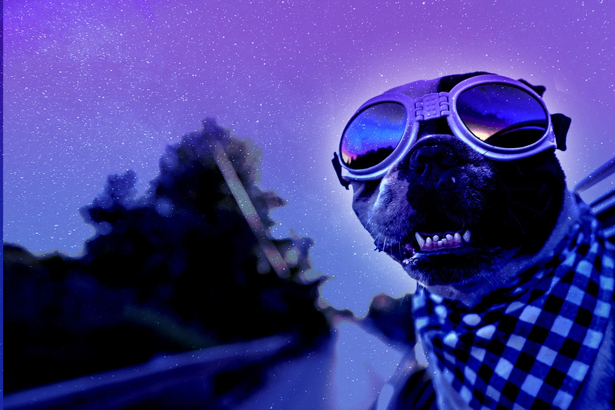 header image